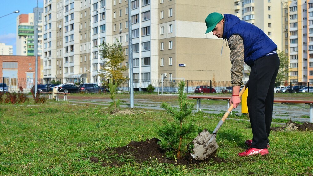 Студотряды высадили более 100 деревьев в Курчатовском районе Челябинска 